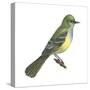 Great Crested Flycatcher (Myiarchus Crinitus), Birds-Encyclopaedia Britannica-Stretched Canvas