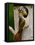 Great Crested Flycatcher Myiarchus Crinitus Central Pennsylvania-David Northcott-Framed Stretched Canvas