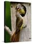 Great Crested Flycatcher Myiarchus Crinitus Central Pennsylvania-David Northcott-Stretched Canvas