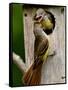 Great Crested Flycatcher Myiarchus Crinitus Central Pennsylvania-David Northcott-Framed Stretched Canvas