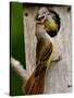 Great Crested Flycatcher Myiarchus Crinitus Central Pennsylvania-David Northcott-Stretched Canvas