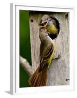 Great Crested Flycatcher Myiarchus Crinitus Central Pennsylvania-David Northcott-Framed Premium Photographic Print