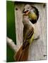 Great Crested Flycatcher Myiarchus Crinitus Central Pennsylvania-David Northcott-Mounted Premium Photographic Print
