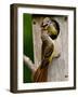Great Crested Flycatcher Myiarchus Crinitus Central Pennsylvania-David Northcott-Framed Photographic Print