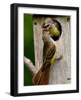 Great Crested Flycatcher Myiarchus Crinitus Central Pennsylvania-David Northcott-Framed Photographic Print