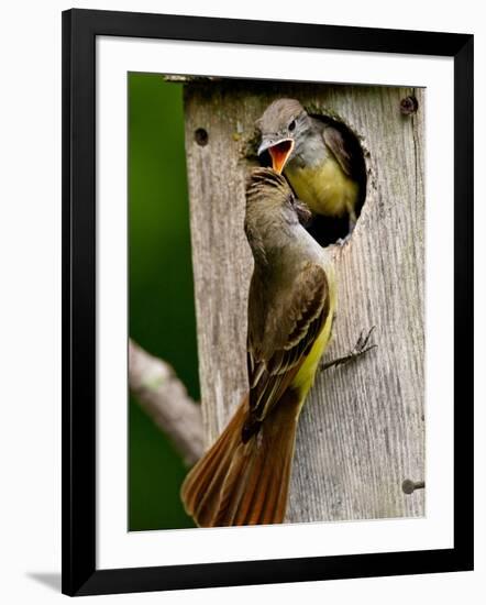 Great Crested Flycatcher Myiarchus Crinitus Central Pennsylvania-David Northcott-Framed Photographic Print