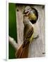 Great Crested Flycatcher Myiarchus Crinitus Central Pennsylvania-David Northcott-Framed Photographic Print