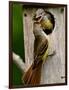 Great Crested Flycatcher Myiarchus Crinitus Central Pennsylvania-David Northcott-Framed Photographic Print