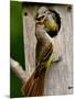 Great Crested Flycatcher Myiarchus Crinitus Central Pennsylvania-David Northcott-Mounted Photographic Print