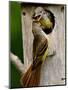 Great Crested Flycatcher Myiarchus Crinitus Central Pennsylvania-David Northcott-Mounted Photographic Print