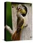 Great Crested Flycatcher Myiarchus Crinitus Central Pennsylvania-David Northcott-Stretched Canvas