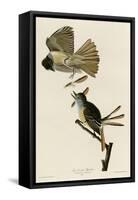 Great Crested Flycatcher-null-Framed Stretched Canvas