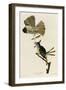 Great Crested Flycatcher-null-Framed Giclee Print