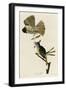 Great Crested Flycatcher-null-Framed Giclee Print