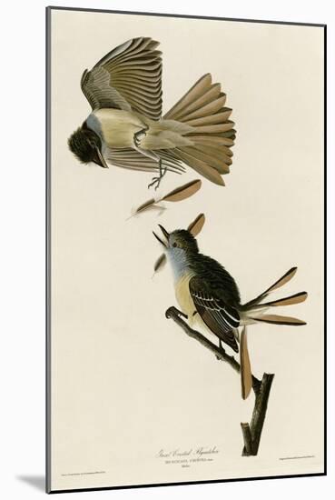 Great Crested Flycatcher-null-Mounted Giclee Print