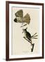 Great Crested Flycatcher-null-Framed Giclee Print