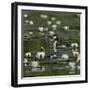 Great crested grebe amongst White water lilies, Danube Delta, Romania, May-Loic Poidevin-Framed Photographic Print