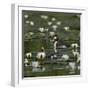 Great crested grebe amongst White water lilies, Danube Delta, Romania, May-Loic Poidevin-Framed Photographic Print