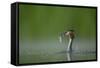 Great Crested Grebe (Podiceps Cristatus) Adult with Fish Prey, Derbyshire, UK, June-Andrew Parkinson-Framed Stretched Canvas