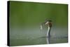 Great Crested Grebe (Podiceps Cristatus) Adult with Fish Prey, Derbyshire, UK, June-Andrew Parkinson-Stretched Canvas