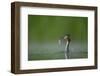 Great Crested Grebe (Podiceps Cristatus) Adult with Fish Prey, Derbyshire, UK, June-Andrew Parkinson-Framed Photographic Print
