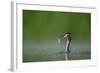 Great Crested Grebe (Podiceps Cristatus) Adult with Fish Prey, Derbyshire, UK, June-Andrew Parkinson-Framed Photographic Print