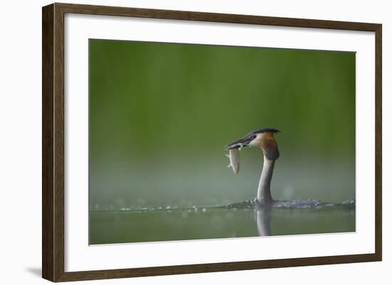 Great Crested Grebe (Podiceps Cristatus) Adult with Fish Prey, Derbyshire, UK, June-Andrew Parkinson-Framed Photographic Print