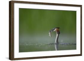 Great Crested Grebe (Podiceps Cristatus) Adult with Fish Prey, Derbyshire, UK, June-Andrew Parkinson-Framed Photographic Print