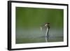 Great Crested Grebe (Podiceps Cristatus) Adult with Fish Prey, Derbyshire, UK, June-Andrew Parkinson-Framed Photographic Print