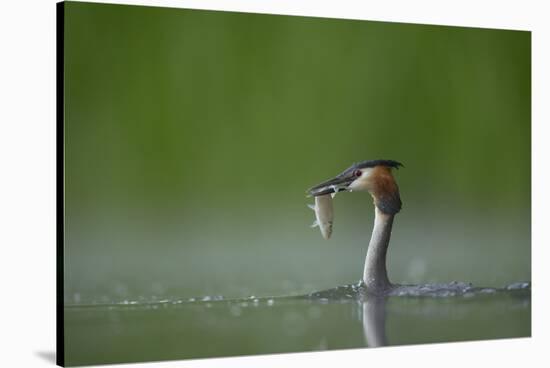 Great Crested Grebe (Podiceps Cristatus) Adult with Fish Prey, Derbyshire, UK, June-Andrew Parkinson-Stretched Canvas