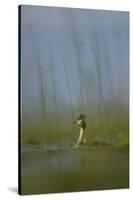 Great Crested Grebe (Podiceps Cristatus) Lake Skadar, Lake Skadar National Park, Montenegro, May-Radisics-Stretched Canvas