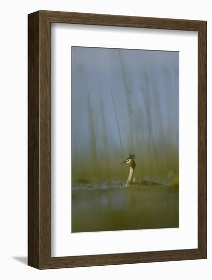 Great Crested Grebe (Podiceps Cristatus) Lake Skadar, Lake Skadar National Park, Montenegro, May-Radisics-Framed Photographic Print