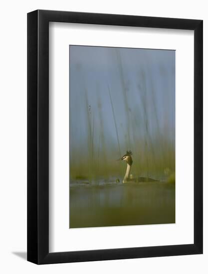 Great Crested Grebe (Podiceps Cristatus) Lake Skadar, Lake Skadar National Park, Montenegro, May-Radisics-Framed Photographic Print