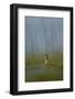 Great Crested Grebe (Podiceps Cristatus) Lake Skadar, Lake Skadar National Park, Montenegro, May-Radisics-Framed Photographic Print