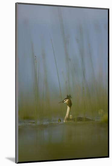 Great Crested Grebe (Podiceps Cristatus) Lake Skadar, Lake Skadar National Park, Montenegro, May-Radisics-Mounted Photographic Print