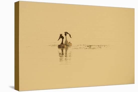 Great Crested Grebe (Podiceps Cristatus) Pair Displaying on Water at Dawn, Rutland Water, UK, April-Terry Whittaker-Stretched Canvas