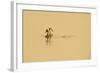 Great Crested Grebe (Podiceps Cristatus) Pair Displaying on Water at Dawn, Rutland Water, UK, April-Terry Whittaker-Framed Photographic Print