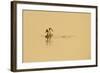 Great Crested Grebe (Podiceps Cristatus) Pair Displaying on Water at Dawn, Rutland Water, UK, April-Terry Whittaker-Framed Photographic Print