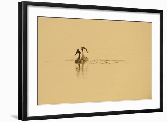 Great Crested Grebe (Podiceps Cristatus) Pair Displaying on Water at Dawn, Rutland Water, UK, April-Terry Whittaker-Framed Photographic Print