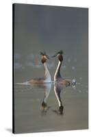 Great Crested Grebe (Podiceps Cristatus) Pair During Courtship Ritual, Derbyshire, UK, March-Andrew Parkinson-Stretched Canvas