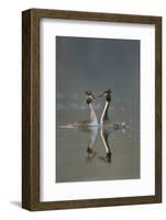 Great Crested Grebe (Podiceps Cristatus) Pair During Courtship Ritual, Derbyshire, UK, March-Andrew Parkinson-Framed Photographic Print