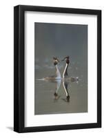 Great Crested Grebe (Podiceps Cristatus) Pair During Courtship Ritual, Derbyshire, UK, March-Andrew Parkinson-Framed Photographic Print