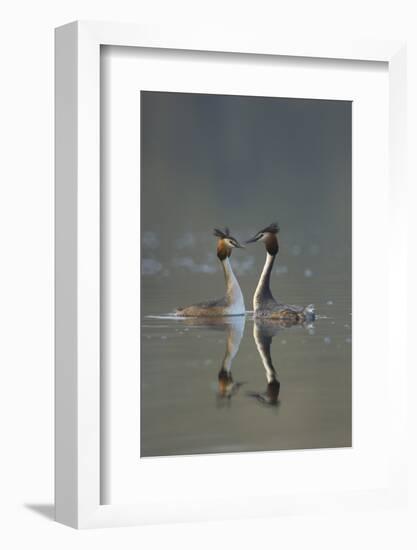 Great Crested Grebe (Podiceps Cristatus) Pair During Courtship Ritual, Derbyshire, UK, March-Andrew Parkinson-Framed Photographic Print