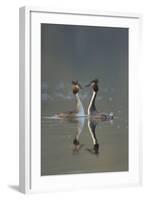 Great Crested Grebe (Podiceps Cristatus) Pair During Courtship Ritual, Derbyshire, UK, March-Andrew Parkinson-Framed Photographic Print