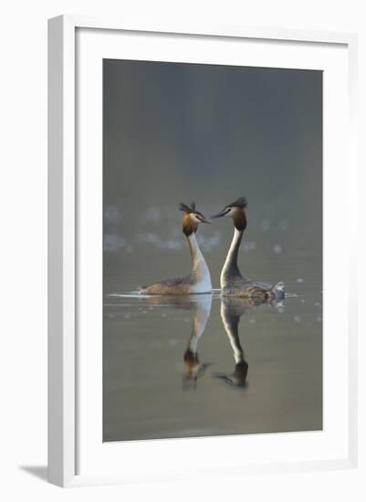 Great Crested Grebe (Podiceps Cristatus) Pair During Courtship Ritual, Derbyshire, UK, March-Andrew Parkinson-Framed Photographic Print