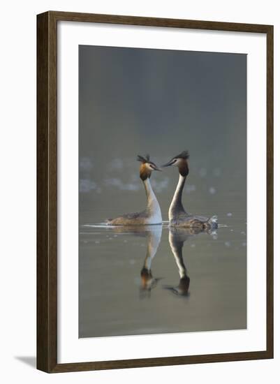 Great Crested Grebe (Podiceps Cristatus) Pair During Courtship Ritual, Derbyshire, UK, March-Andrew Parkinson-Framed Photographic Print