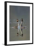 Great Crested Grebe (Podiceps Cristatus) Pair During Courtship Ritual, Derbyshire, UK, March-Andrew Parkinson-Framed Photographic Print