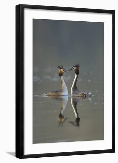 Great Crested Grebe (Podiceps Cristatus) Pair During Courtship Ritual, Derbyshire, UK, March-Andrew Parkinson-Framed Photographic Print