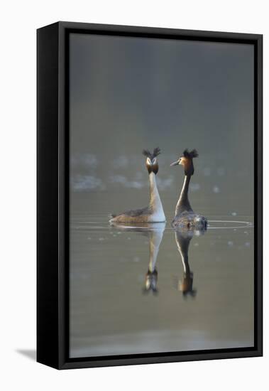 Great Crested Grebe (Podiceps Cristatus) Pair of Adults During Courtship Ritual, Derbyshire, UK-Andrew Parkinson-Framed Stretched Canvas
