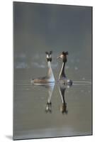 Great Crested Grebe (Podiceps Cristatus) Pair of Adults During Courtship Ritual, Derbyshire, UK-Andrew Parkinson-Mounted Photographic Print